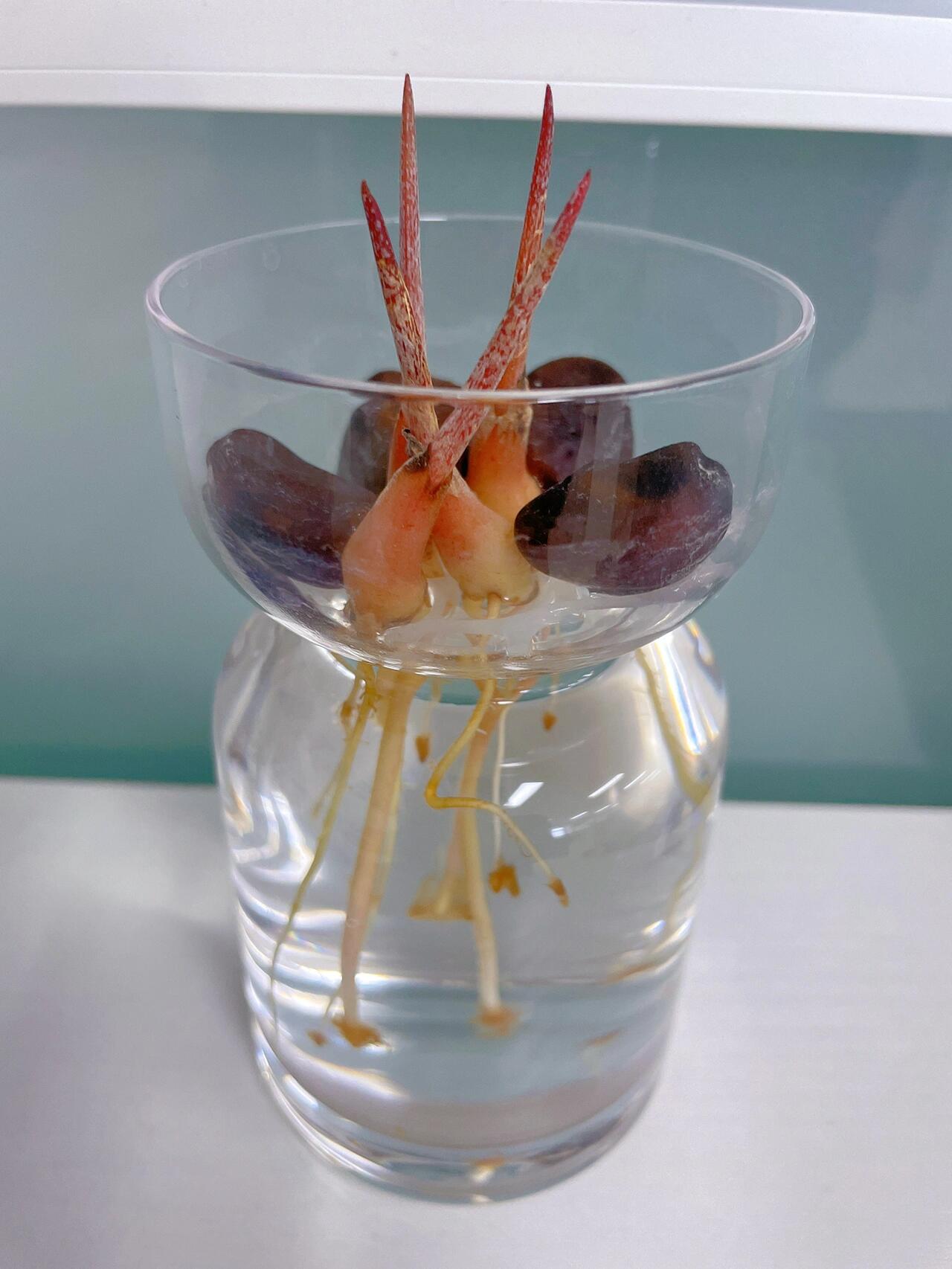 蛇皮果种子…美人鱼尾?