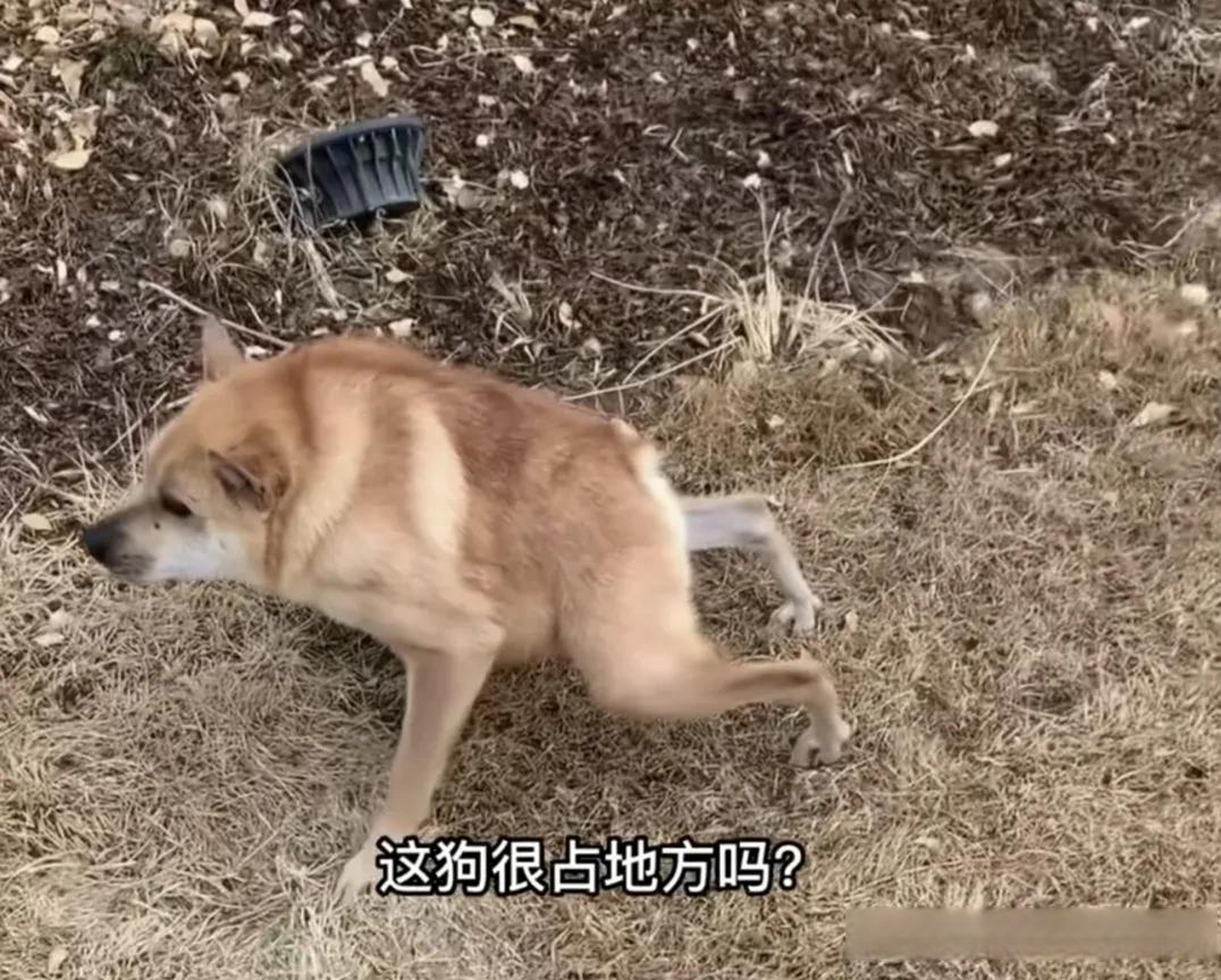 只能说卡西莫多的基因太强大,把狗看着像难产了