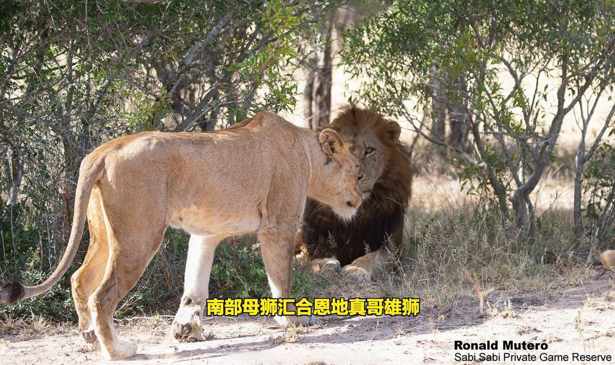 伯明翰雄狮与他的儿子流浪至萨南地区.