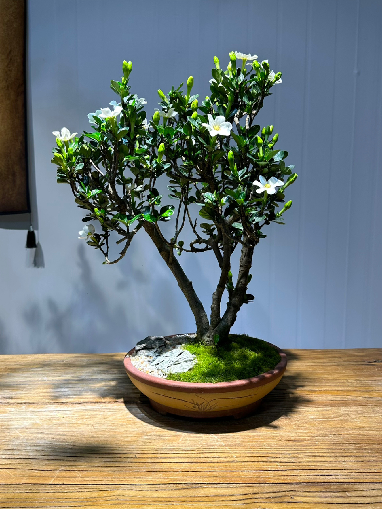 日本达摩栀子花