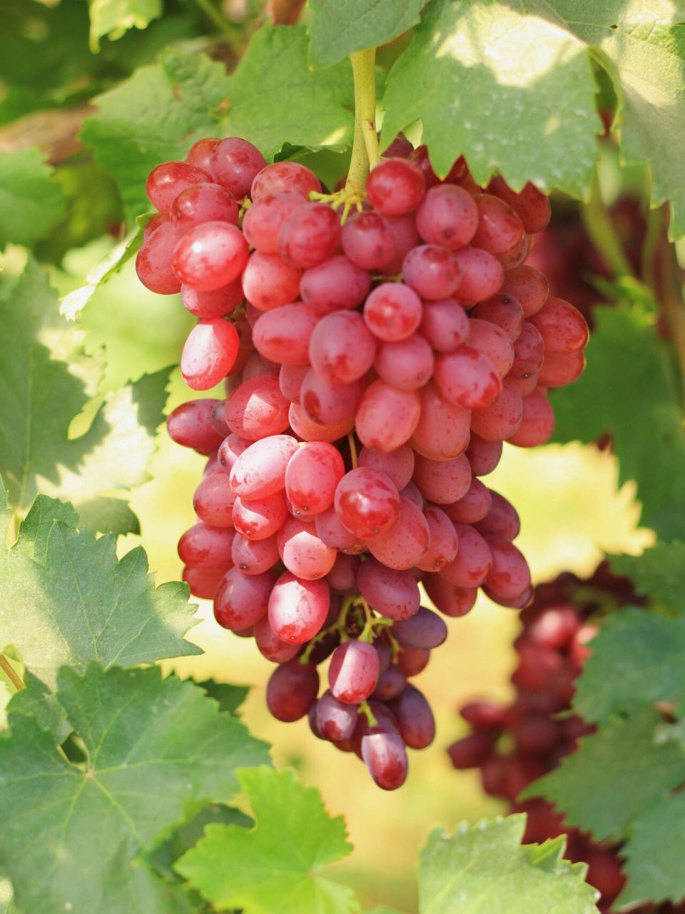 中国红玫瑰葡萄99 新品种中国红玫瑰 自然无核 口感脆甜 皮薄肉脆