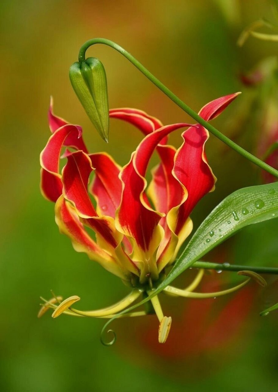 别名火焰百合,蔓生百合,属百合目,百合科多年生攀援植物,是津巴布韦