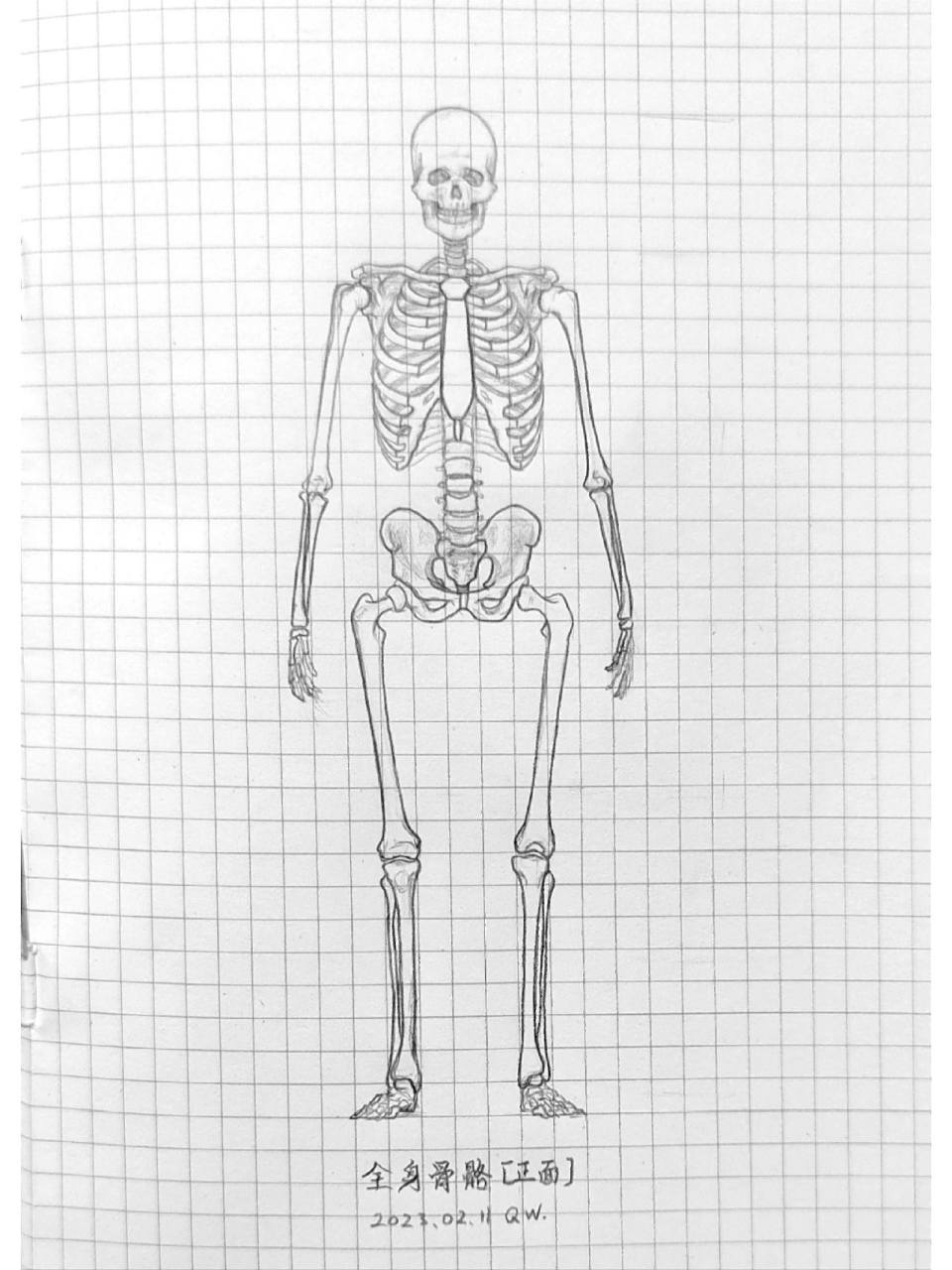 人体骨骼|全身骨骼 正面|骷髅7 放了一段时间没画,好多小的关节都记不