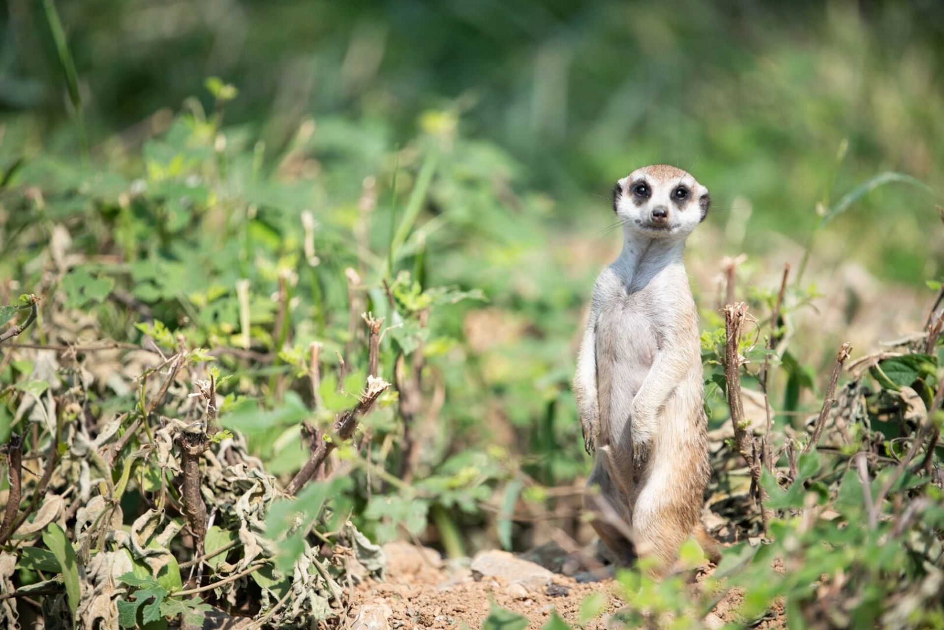 狐獴,也叫细尾獴,也叫猫鼬不知道哪里像猫[偷笑] 性格警惕,喜欢站