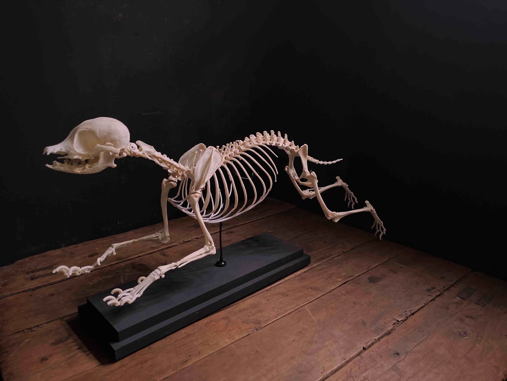 🐶狗狗解剖结构 🐶的骨骼可分为中轴骨骼和四肢骨骼两部分 🦴