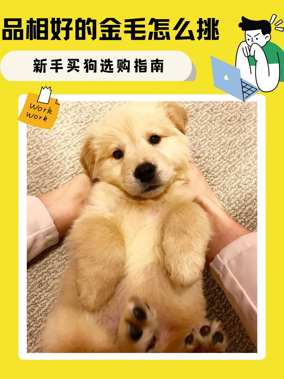 金毛体重参考 95金毛犬从小到大的参考体重 2个月 公:6 kg 母:5 kg