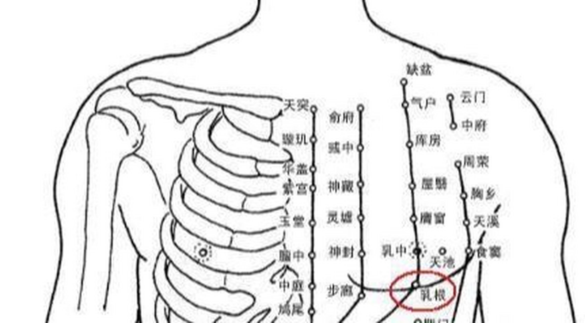 乳房周围的经络图图片