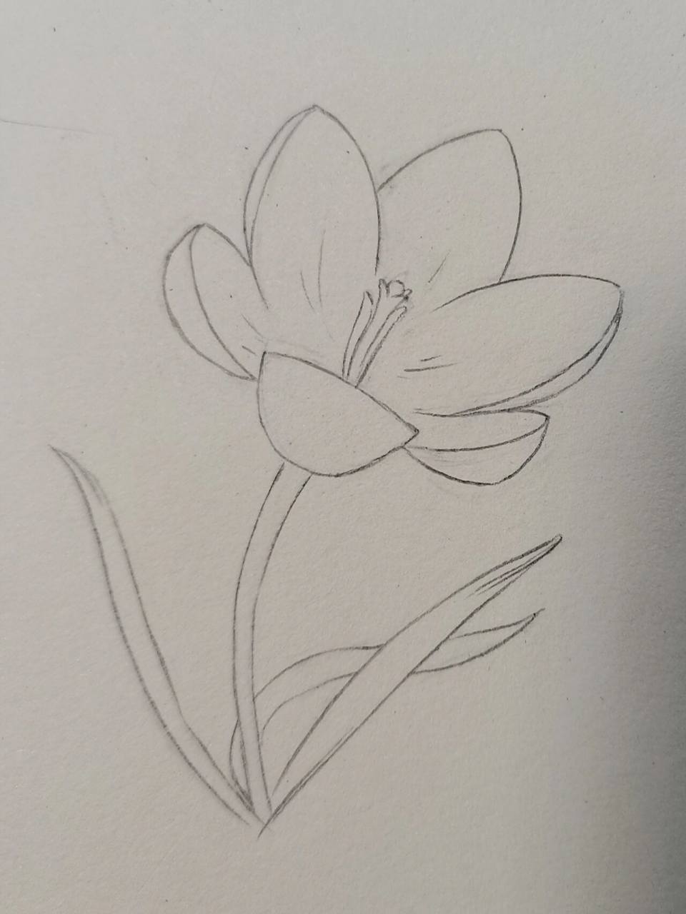 临摹素描花卉(2) 花名番红花,是一种鸢尾科番红花属的多年生花卉,也是