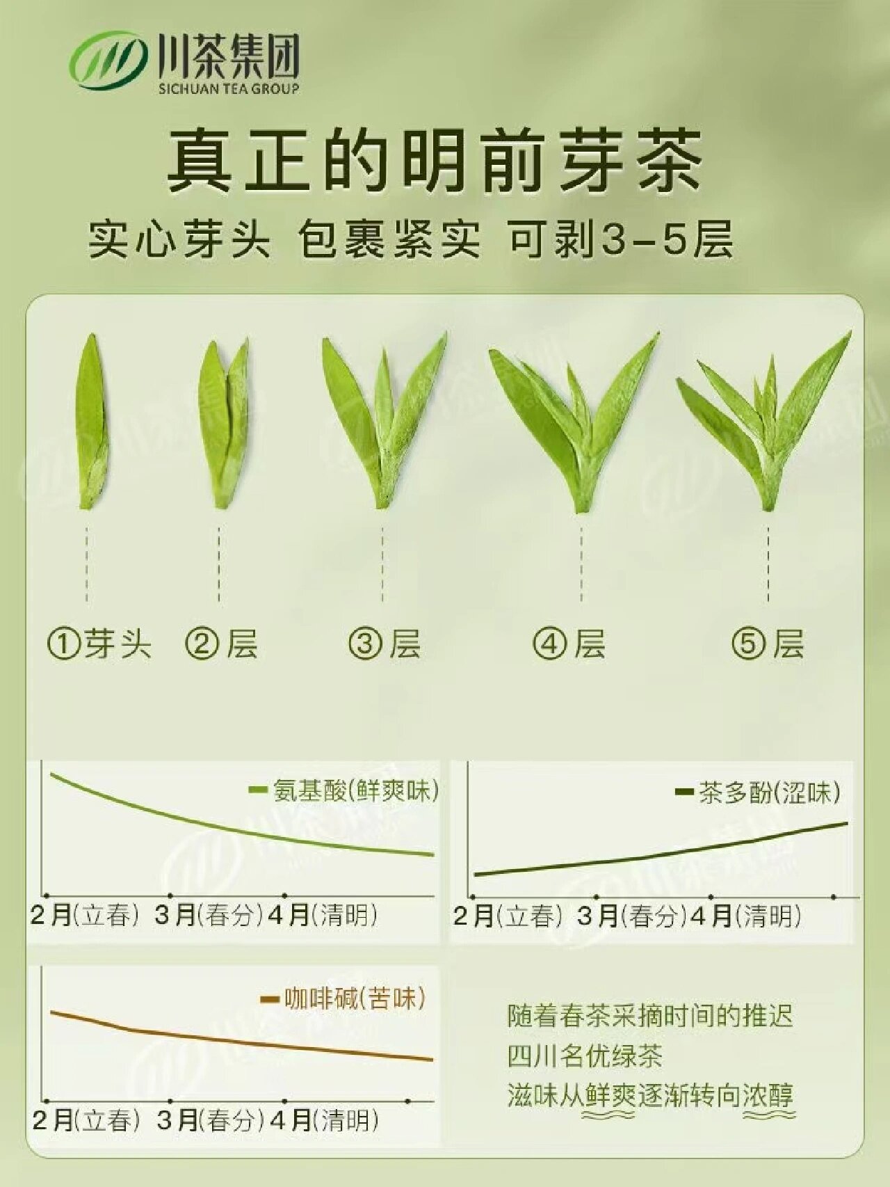 雀舌价格多少钱?及明前雀舌或者芽茶揭秘