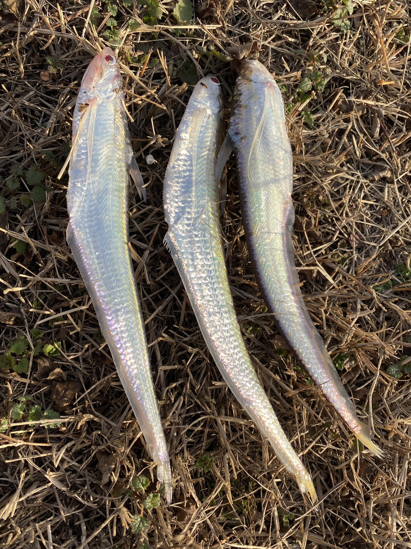 太湖特产-梅鲚鱼