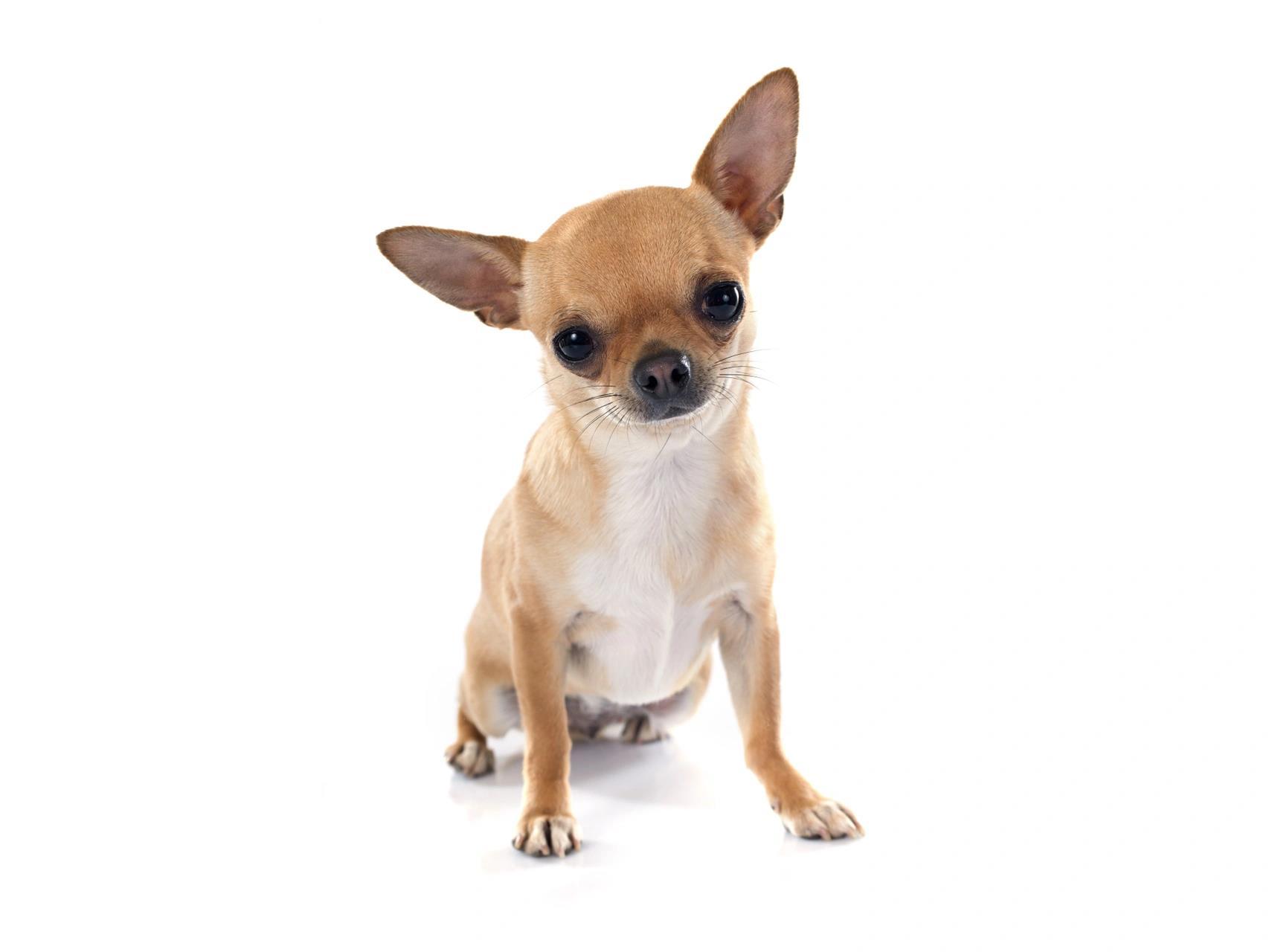 吉娃娃是一只什么样的狗狗 92别名:奇娃娃 奇瓦瓦 芝娃娃 92主要