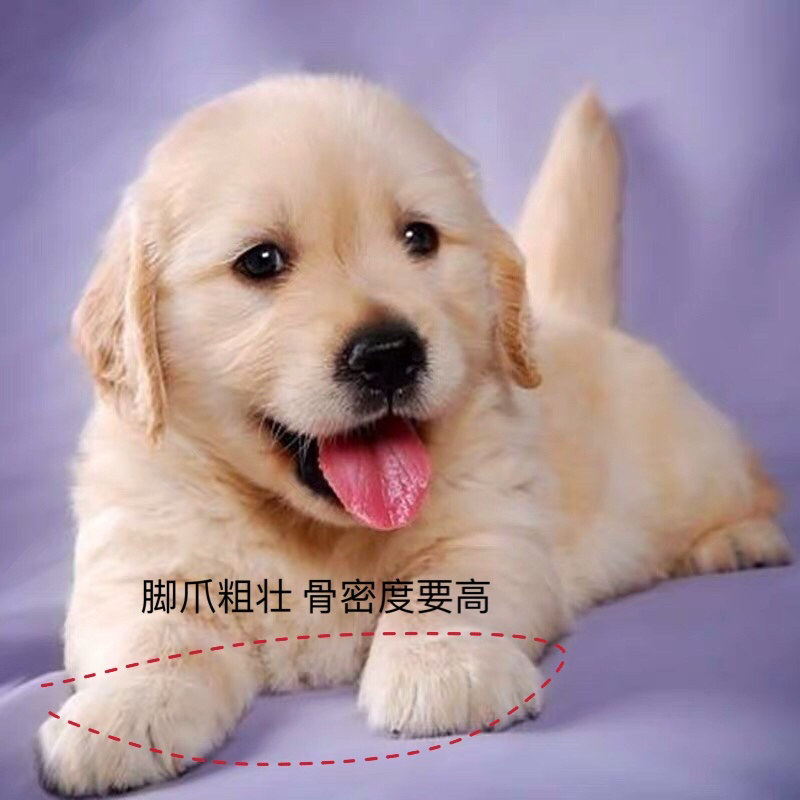 如何挑选到品相好的#金毛(新手家长必看)