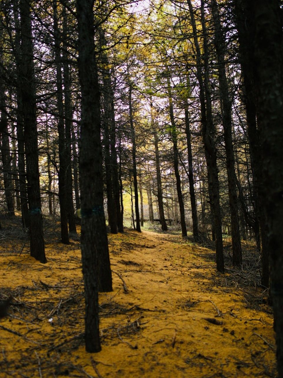北京周边国庆游 | 小众森林徒步苏木山攻略 苏木山在内蒙乌兰察布