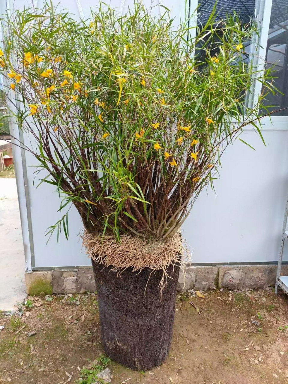 超大丛姬竹石斛 #花卉绿植