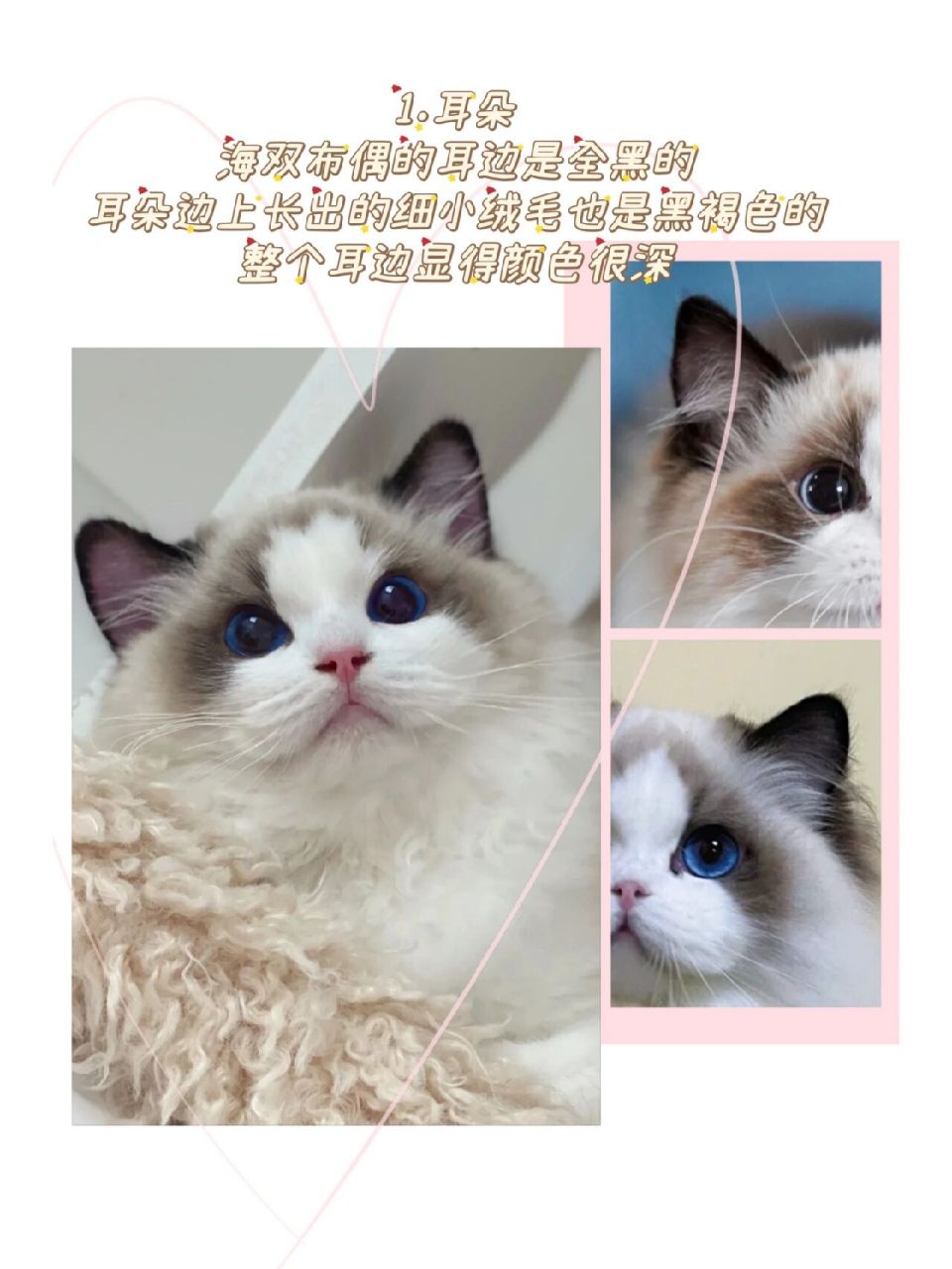 一招教你快速区分海双,蓝双布偶猫 布偶猫是后显色的品种猫,海豹色和