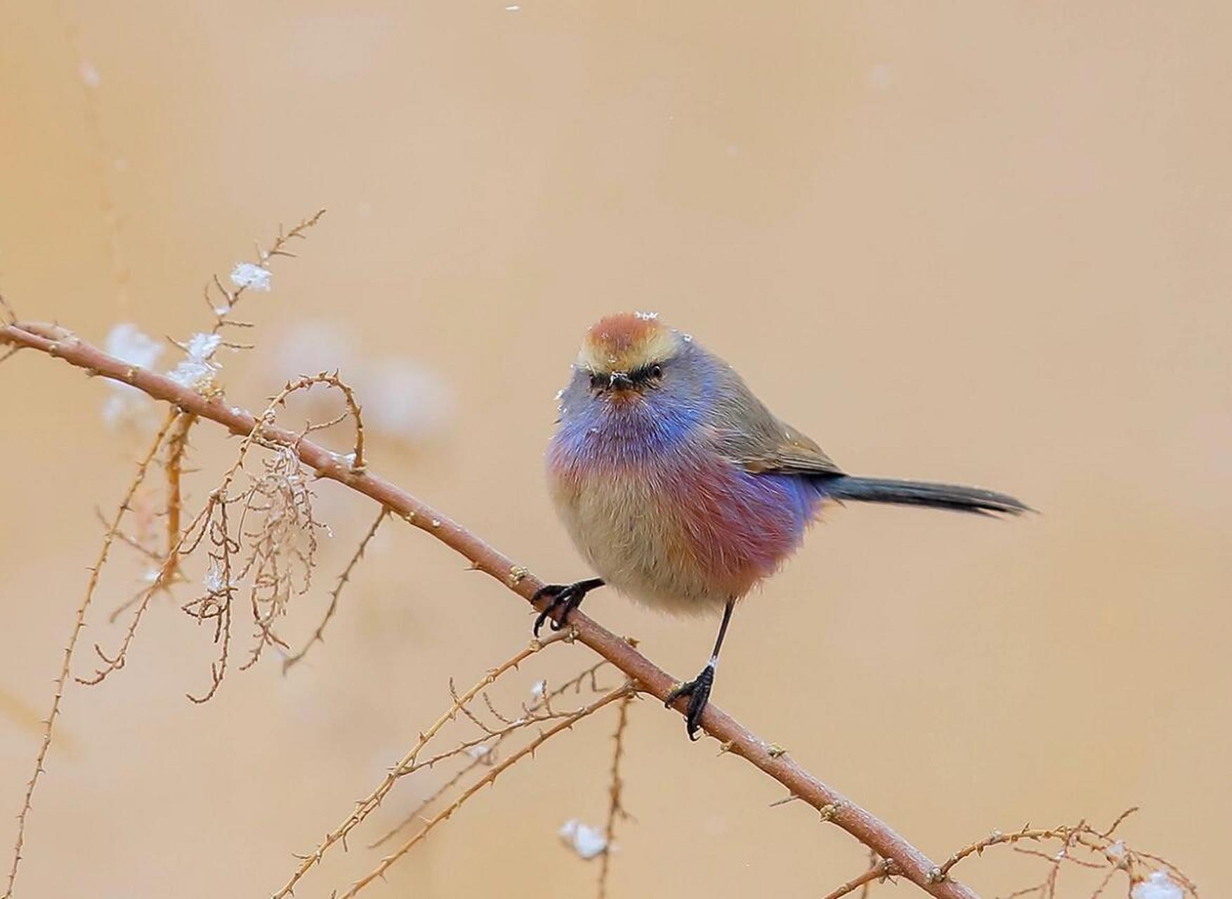 世界上最美的雀|花彩雀莺 中文学名:花彩雀莺 外文名:white-browed
