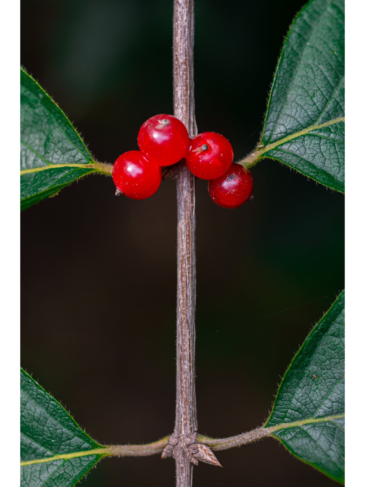 结小红果的植物大全图片