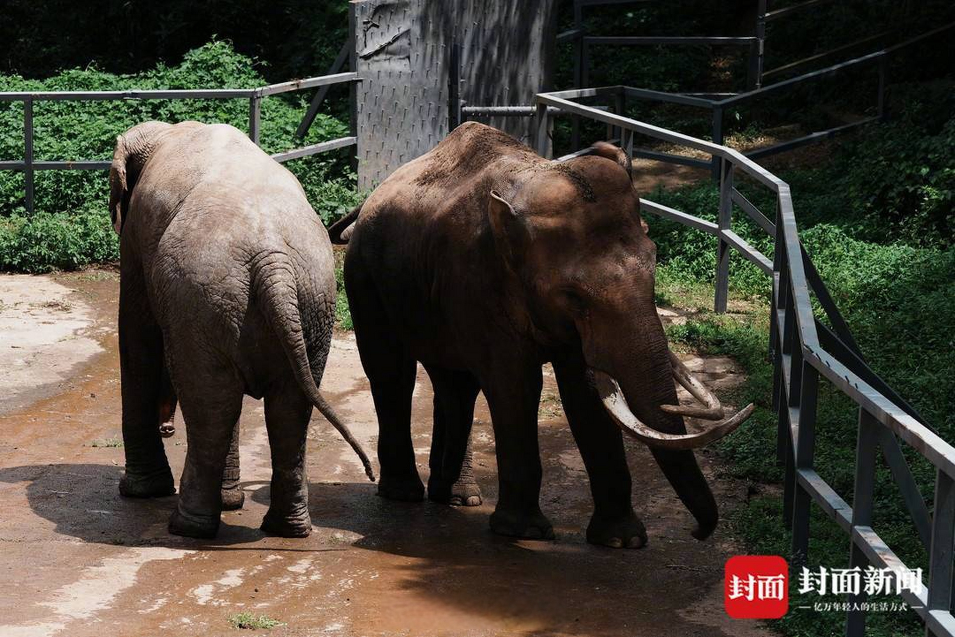 【动物园园长:#网传大象果扎视频系4年前所拍#】#大象果扎目前身体