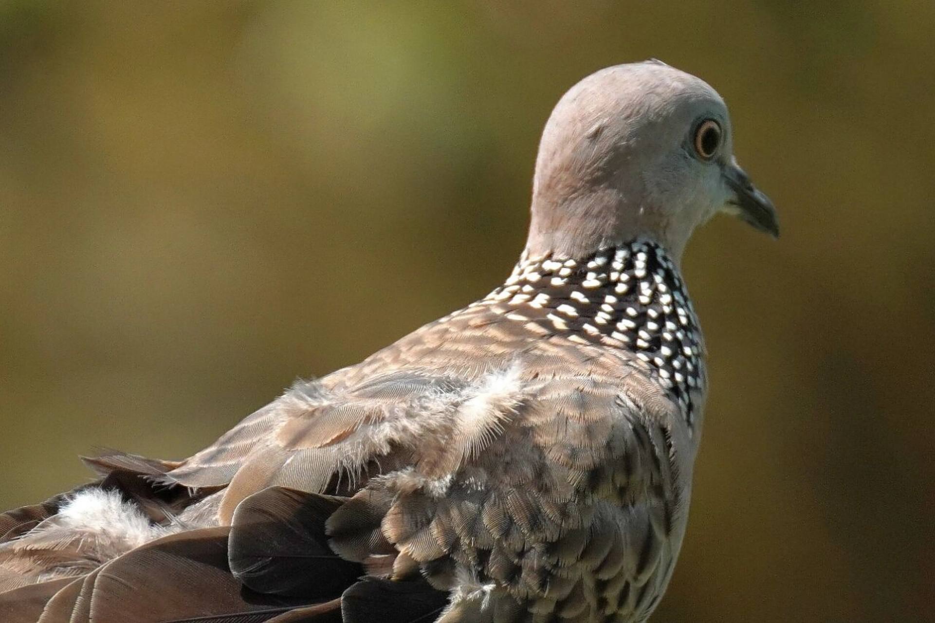 斑鸠 斑鸠属(学名:streptopelia),在动物分类学上是鸠鸽科的一个属