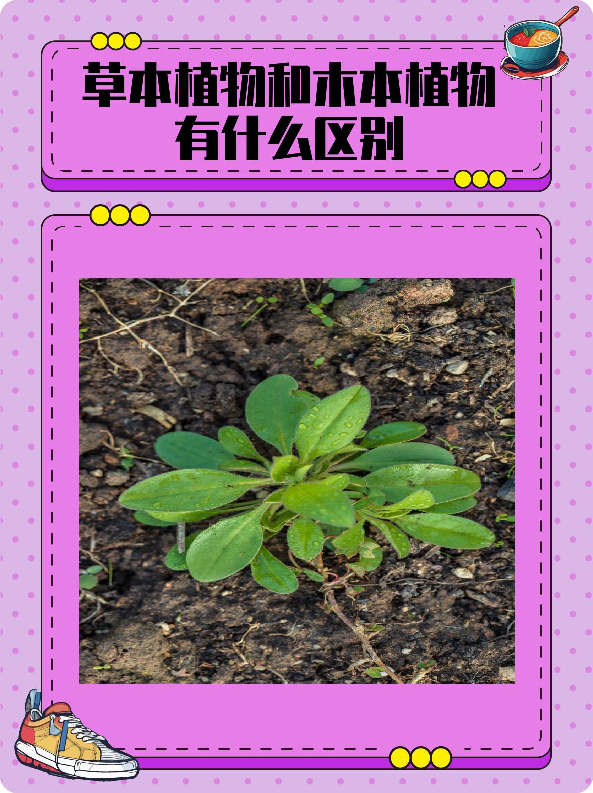 草本植物和木本植物有什么区别