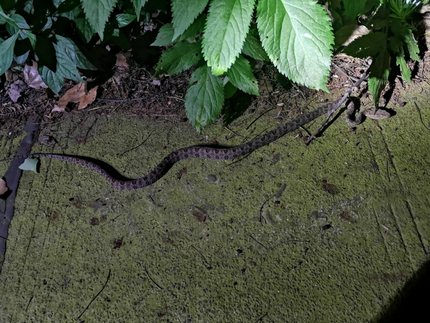 野外遇蛇之中国最常见的毒蛇之一—原矛头蝮 原矛头蝮protobothrops