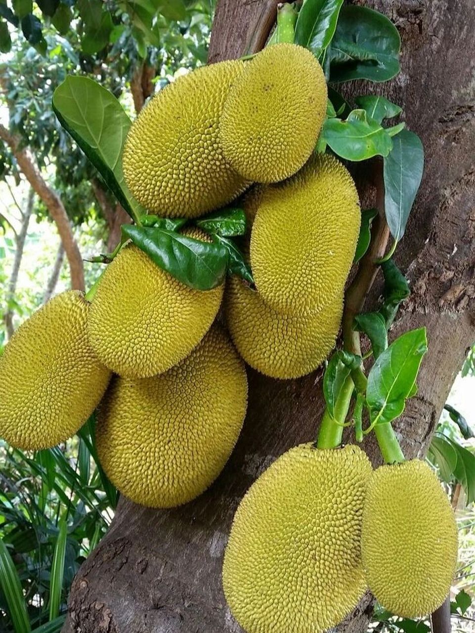 热带水果 -- 菠萝蜜 jack fruit 菠萝蜜 jack fruit 是世界上最重的
