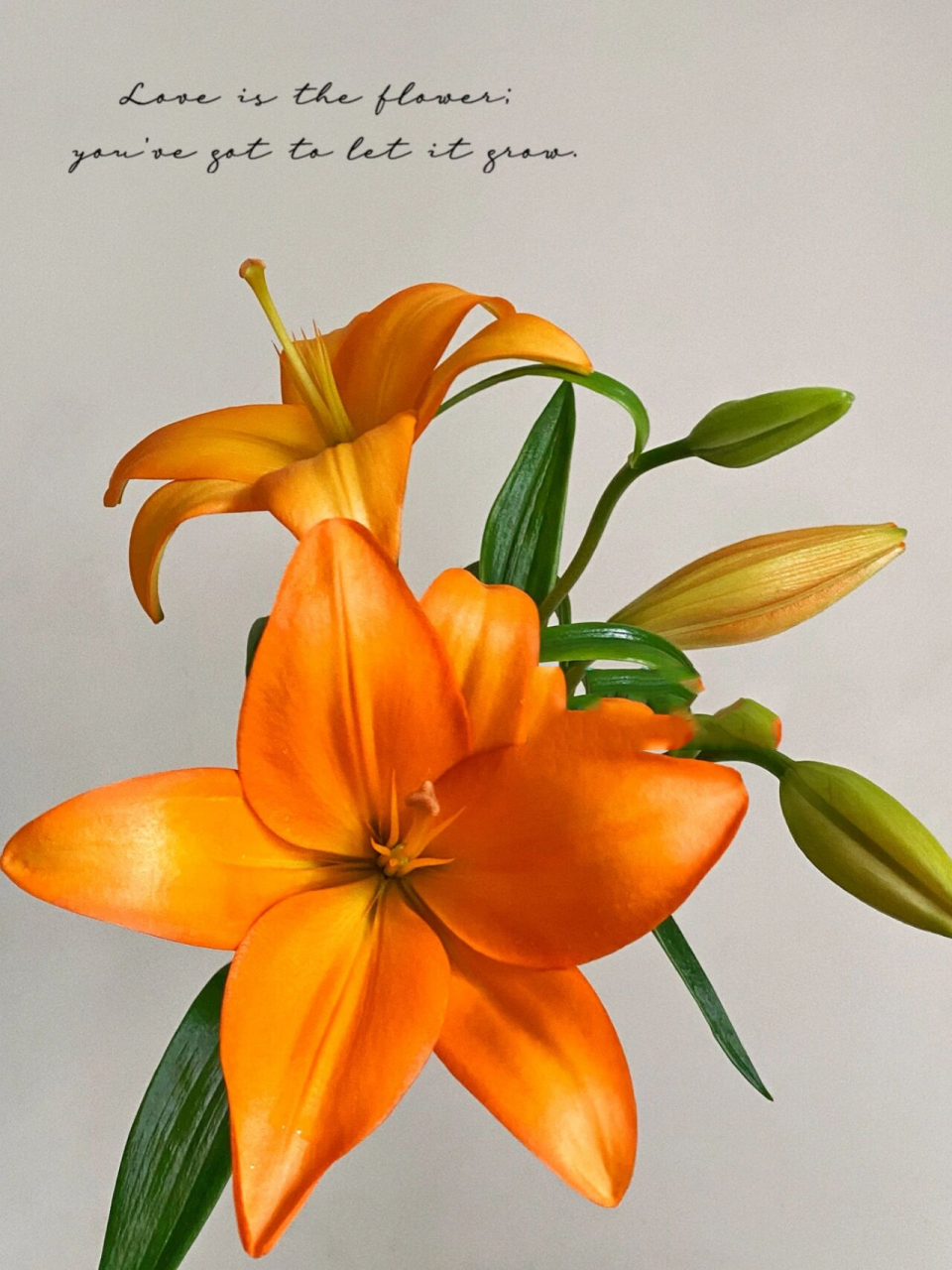 橙色水仙百合的花语图片