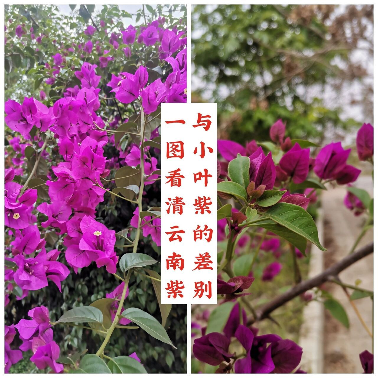 一图看清云南紫与小叶紫的差别 云南紫与小叶紫的差