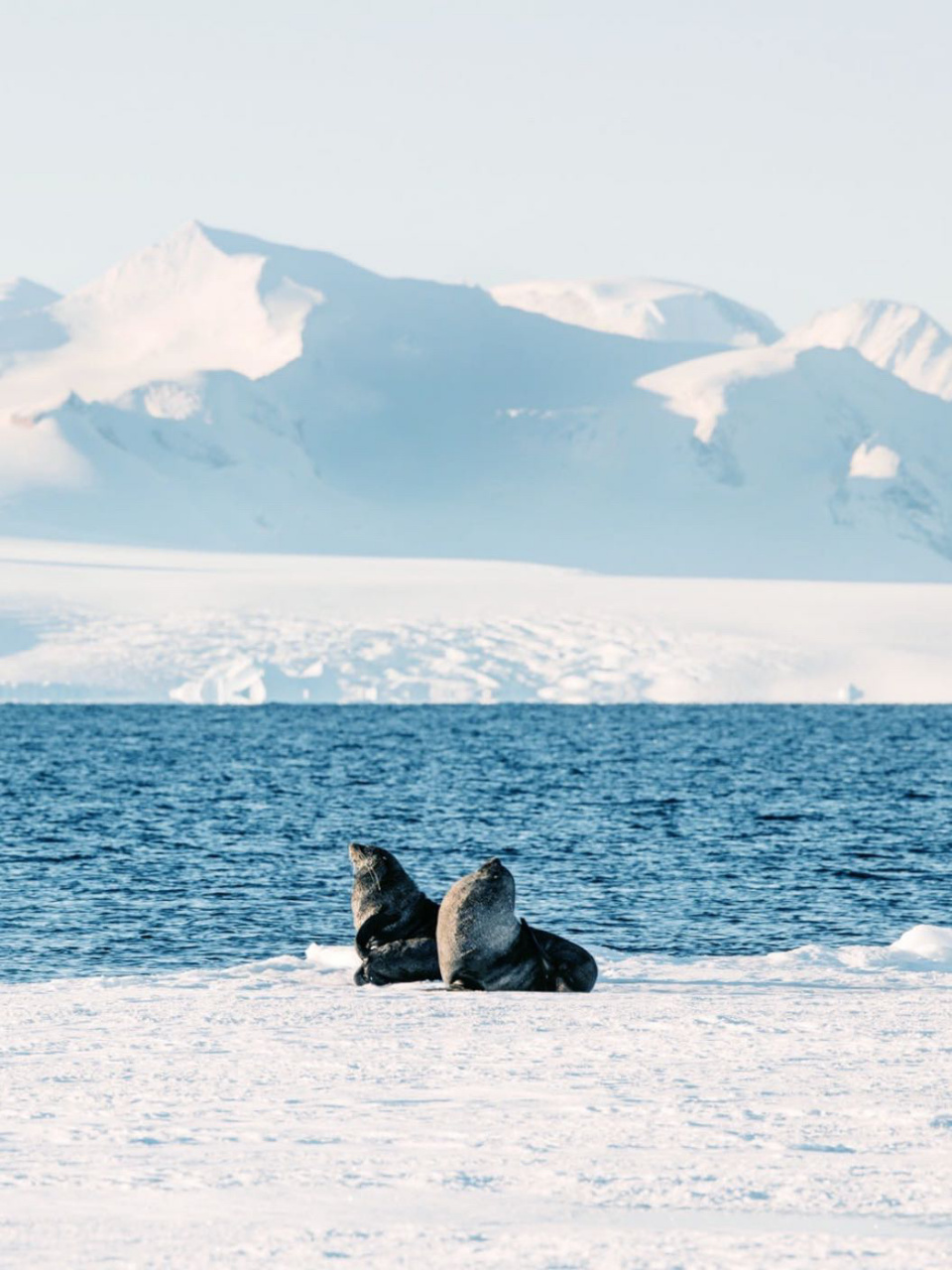 南极60152024年性价比最高的旅行08 90我发现今年会是去南极
