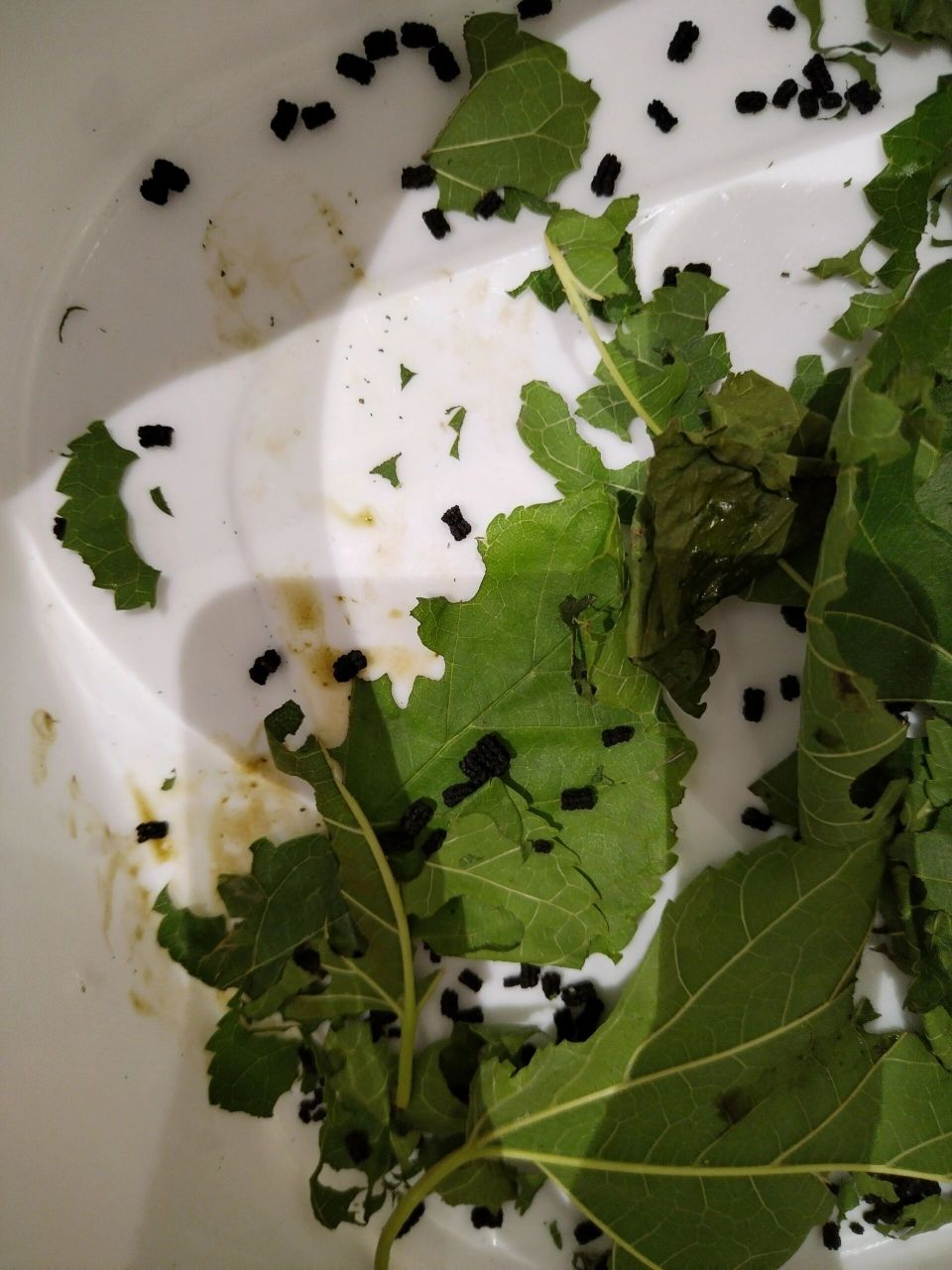 拉肚子的蚕宝宝,赶快隔离开 今天回来发现有2条蚕宝宝拉肚子了,立马