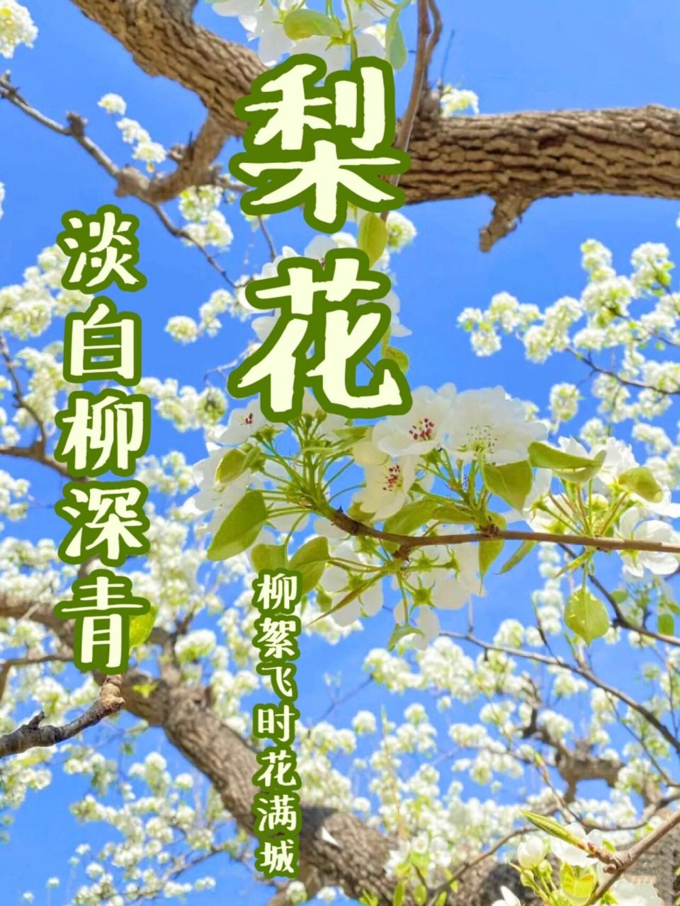 北京赏花93绝美梨花惊艳枝头95 梨花淡白柳深青,柳絮飞时花满城.