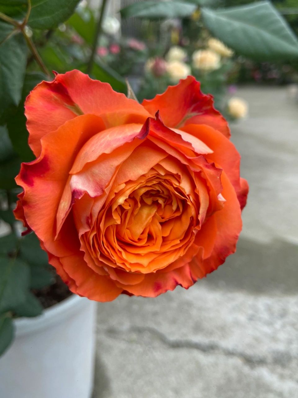 我和我的100棵月季之浪漫橙色 34号选手:浪漫橙色 这款橙色月季我要为