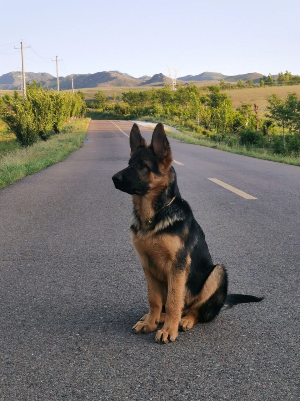德牧幼犬 | 五个月 小狗宝是我今年送给我爸爸的生日礼物,一转眼就五
