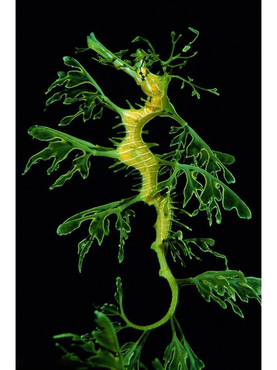 叶海龙(学名:phycodurus eques)是海龙科,叶海龙属鱼类.