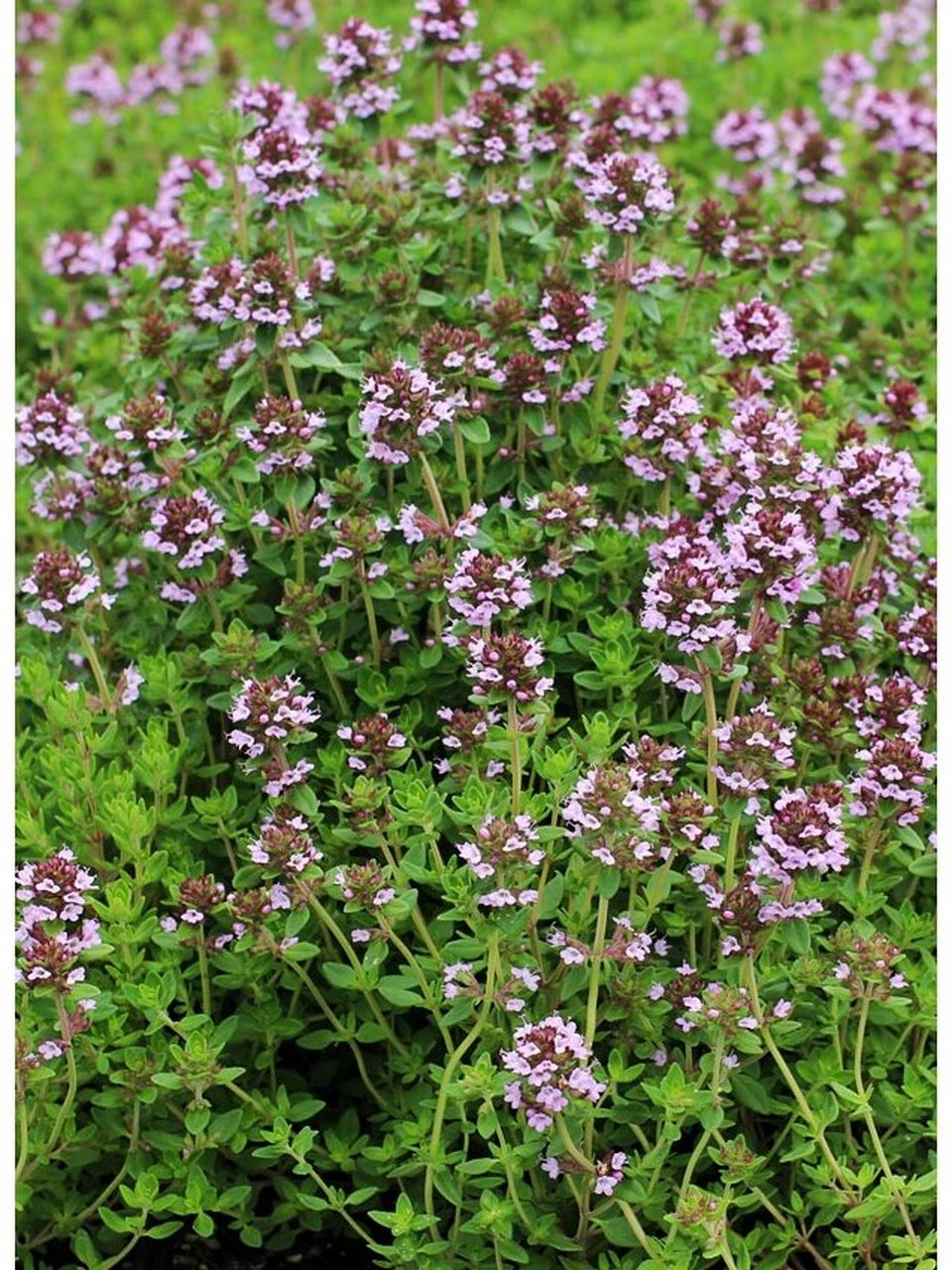 百里香花期图片