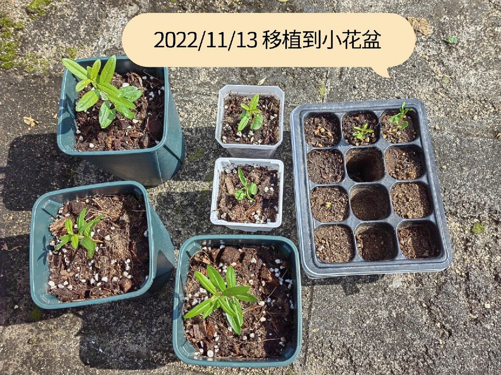石榴籽种植 播种的石榴籽终于发芽啦 大概两三个星期前播种下的石榴