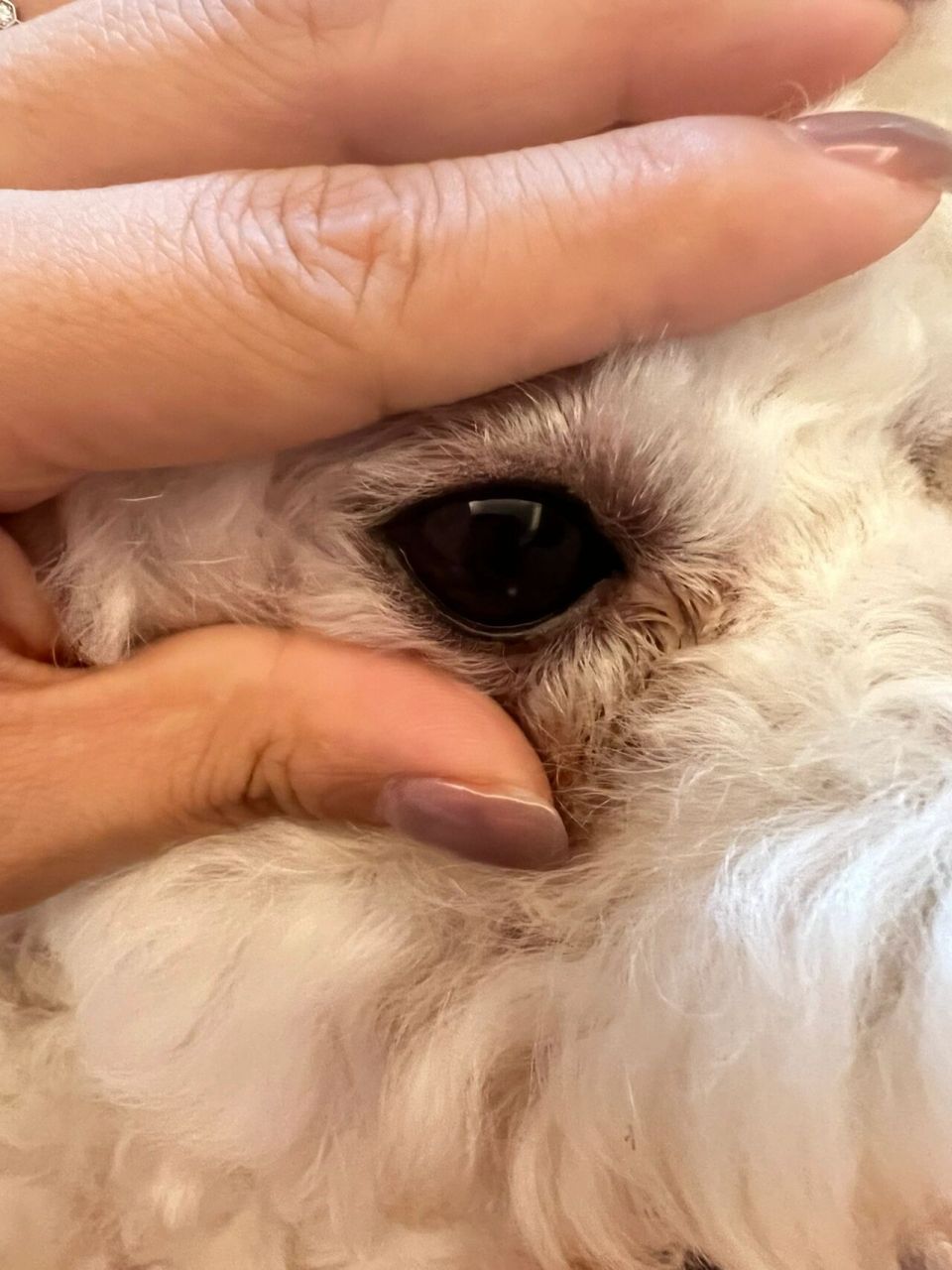 狗狗一只眼球有白点 比熊妹妹,快满三岁了 前几天洗了澡之后发现眼睛