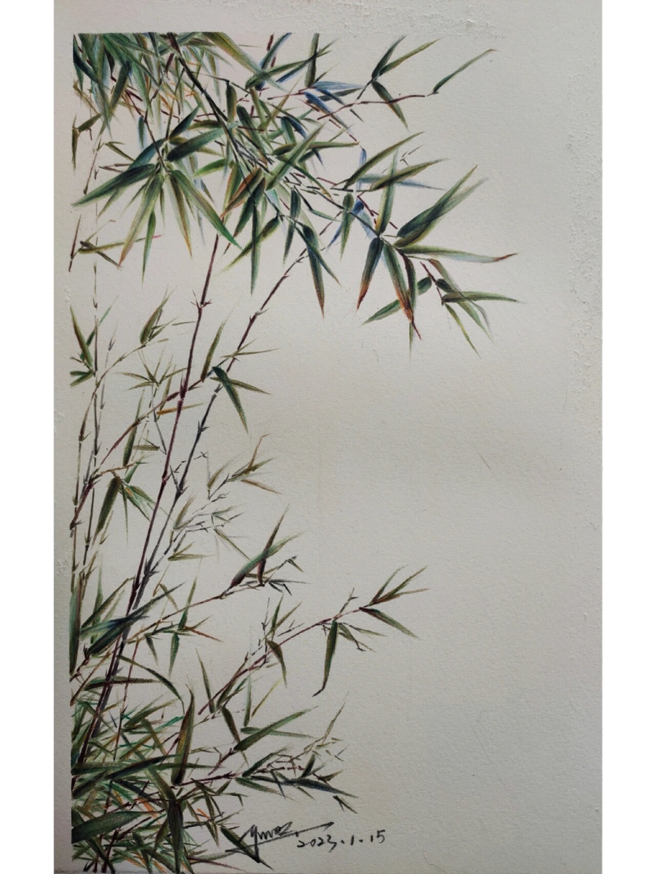 彩铅《竹》 脱稿任意画,没有原图,第三张一张是彩铅色号.