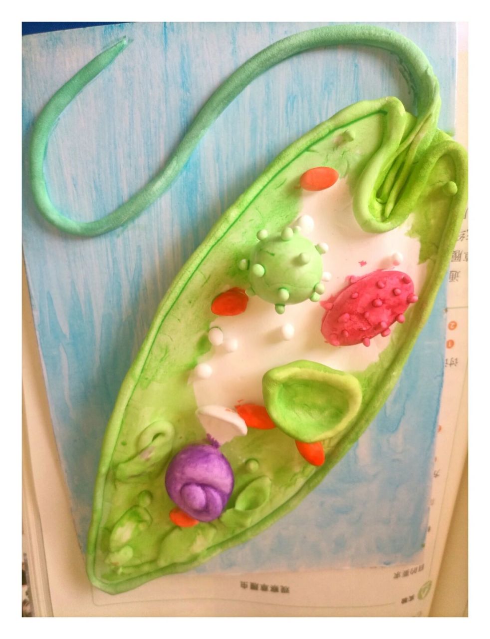 眼虫结构模型 自制简易模型    	 补充:用的白色轻型黏土做模型,固态