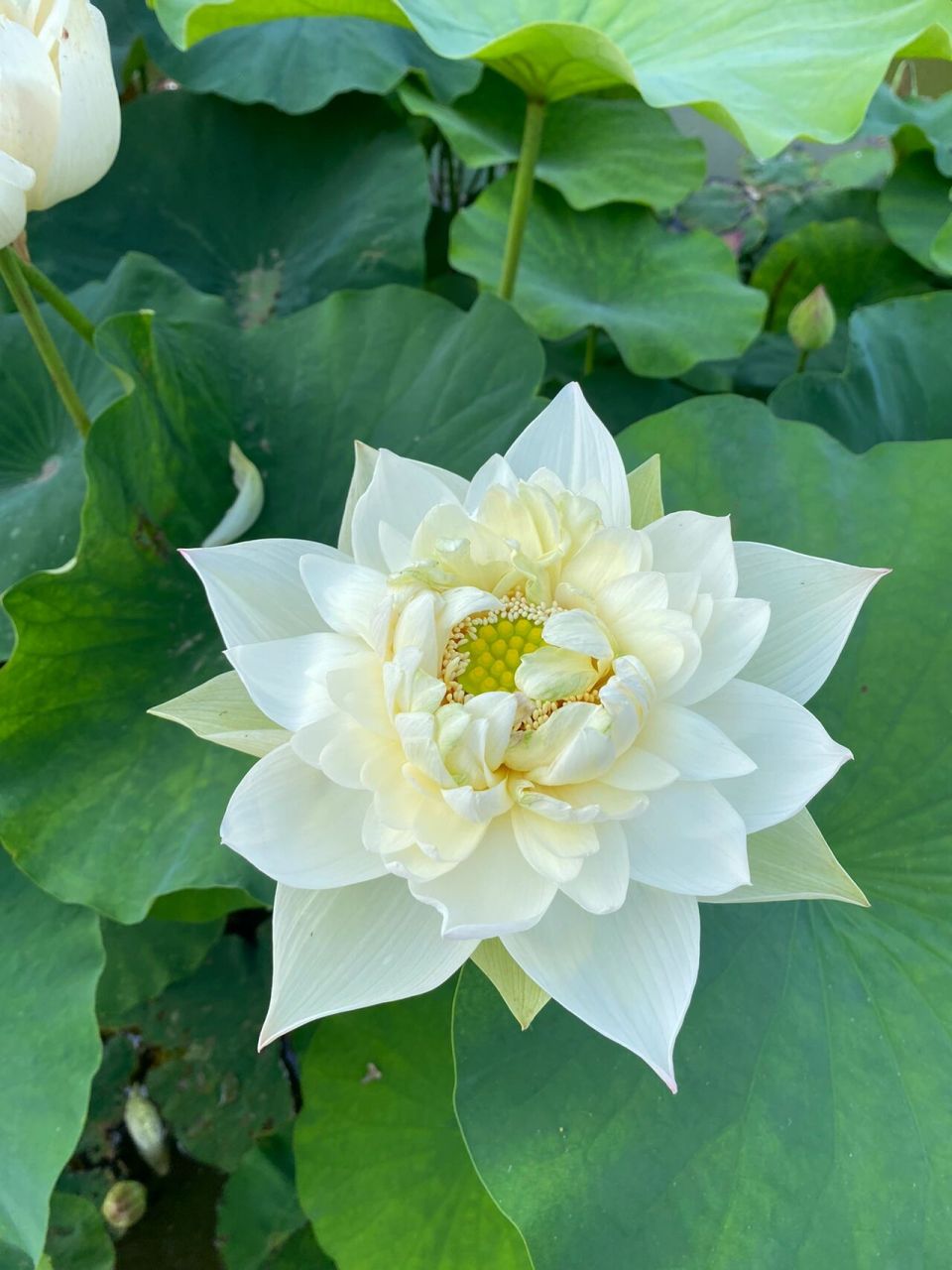 这款荷花很多人私信我做头像,拿去吧!