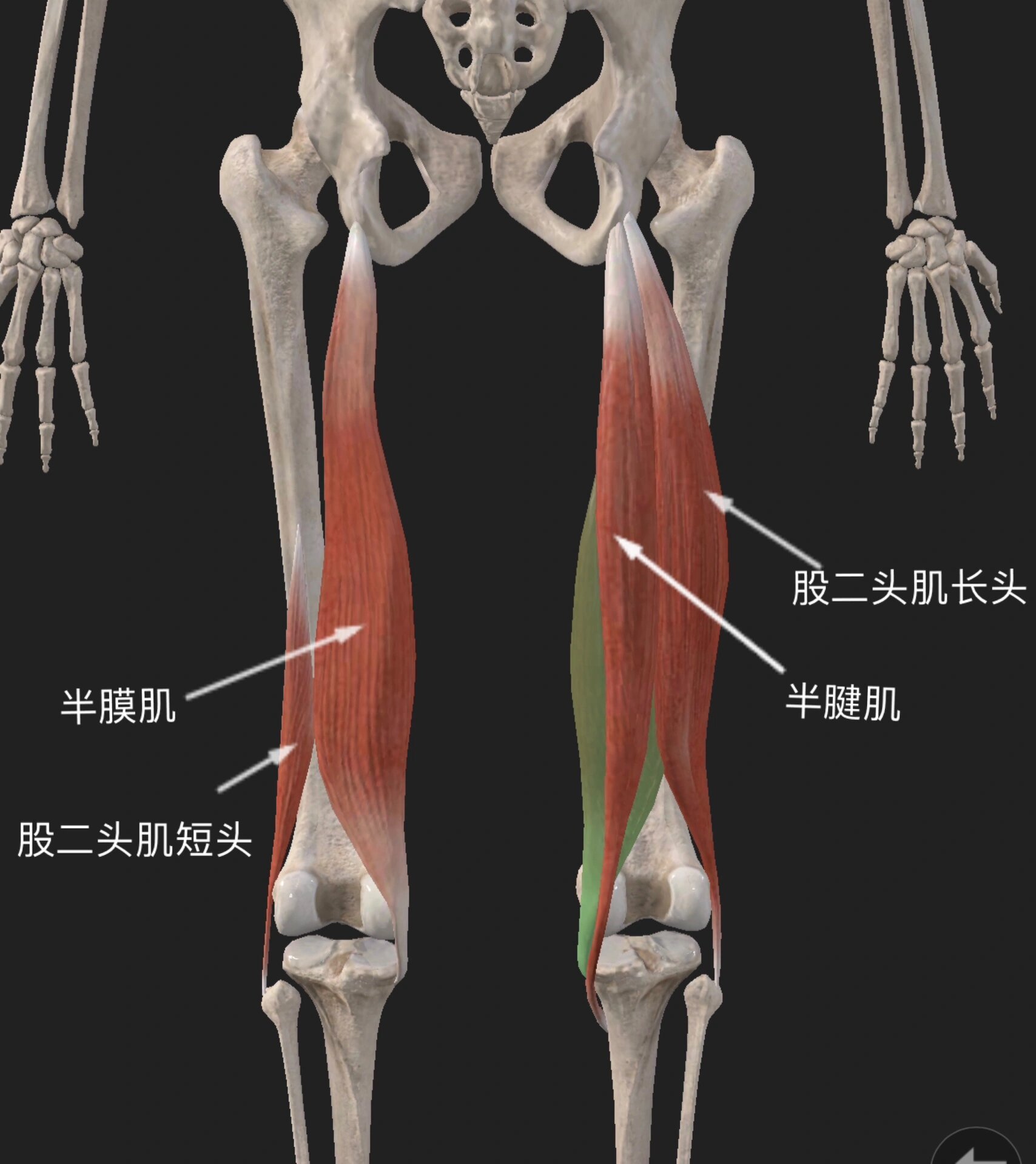 腘绳肌的位置图片