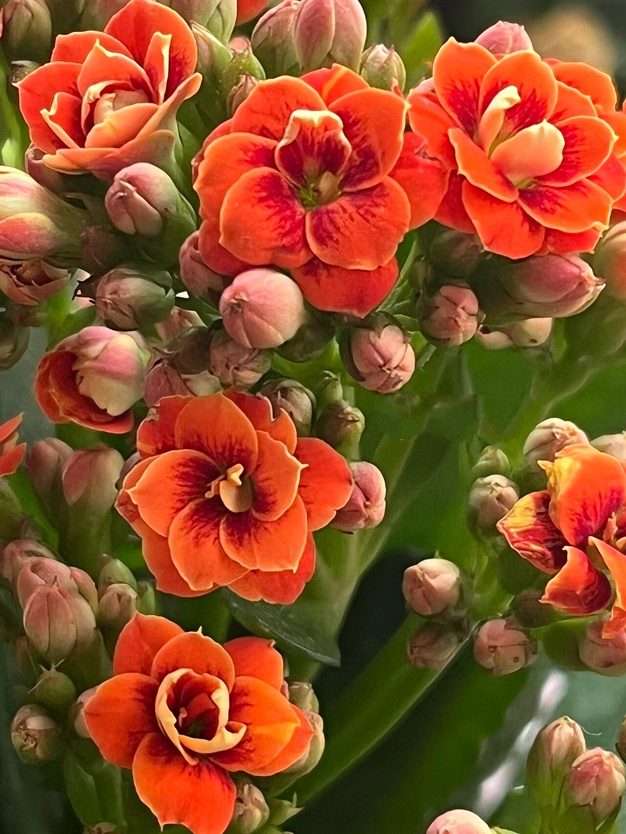 长寿花(114)橙色猫眼