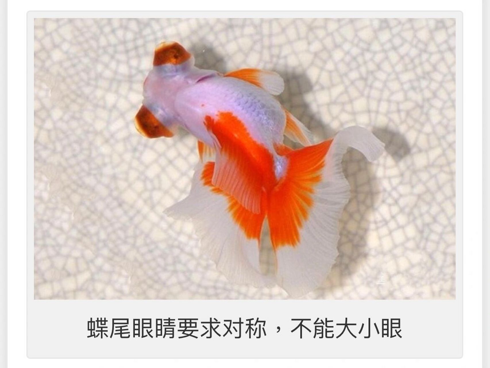 优质蝶尾的鉴赏和挑选(完结篇)       二,眼睛 蝶尾的本质是龙睛金鱼