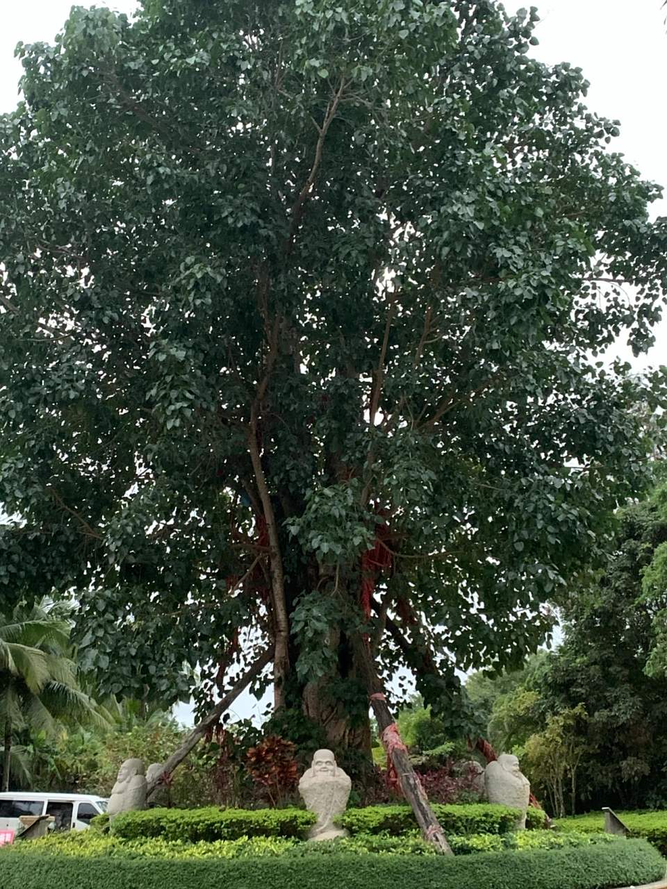 300多年的菩提树 300多年的菩提树