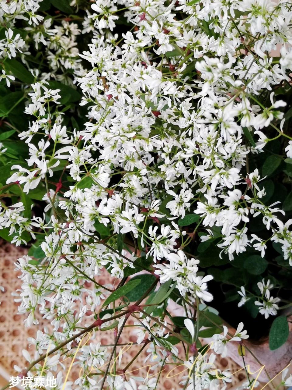 飘雪盆栽 搭配帝罗马花盆 飘雪,又名禾叶大戟,原产于古巴,墨西哥及