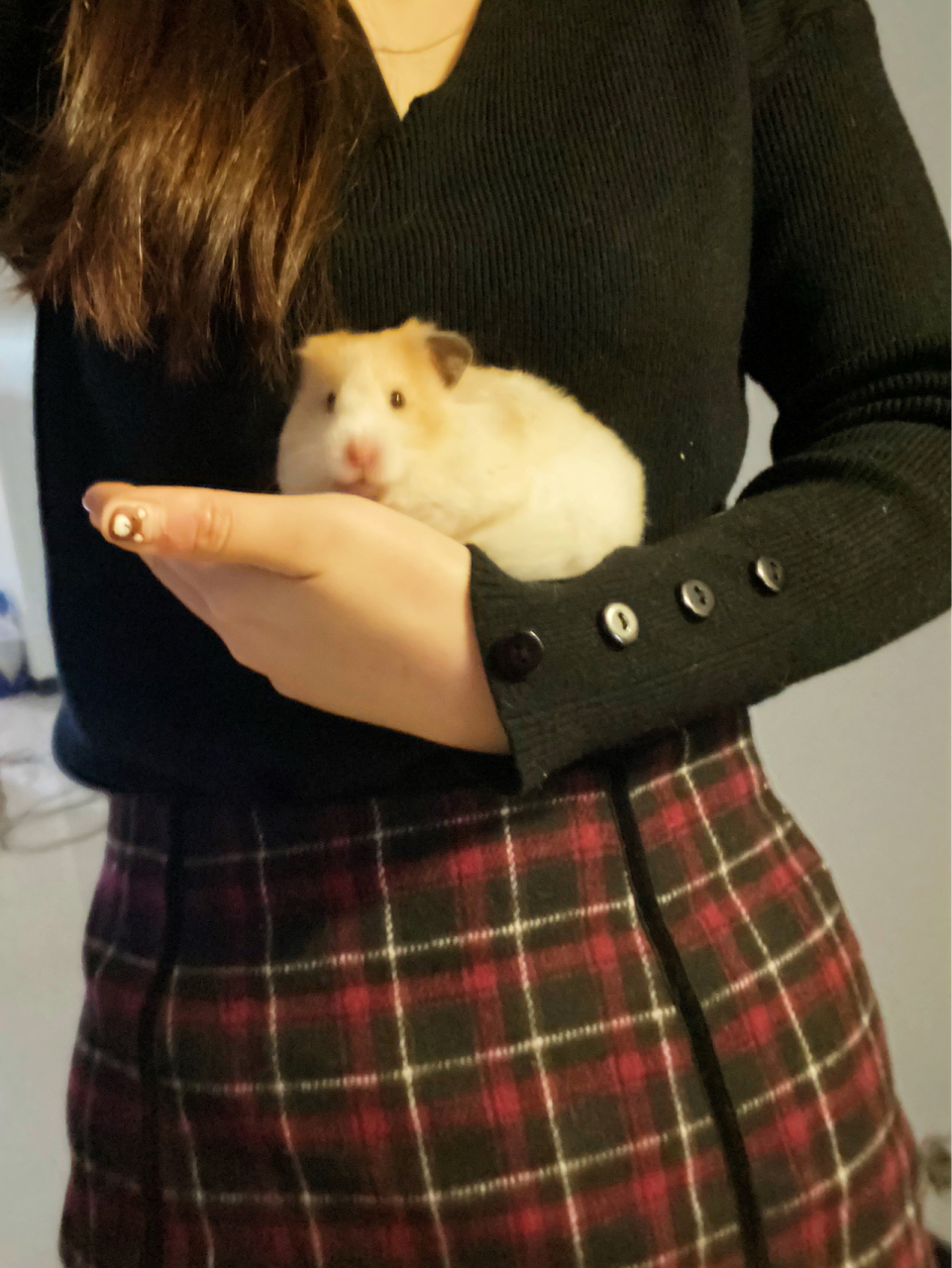 成年金丝熊能长多大0415