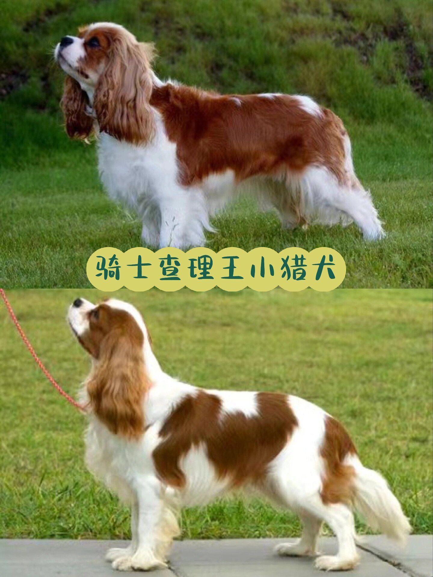 新手必看!查理王和骑士查理王的区别