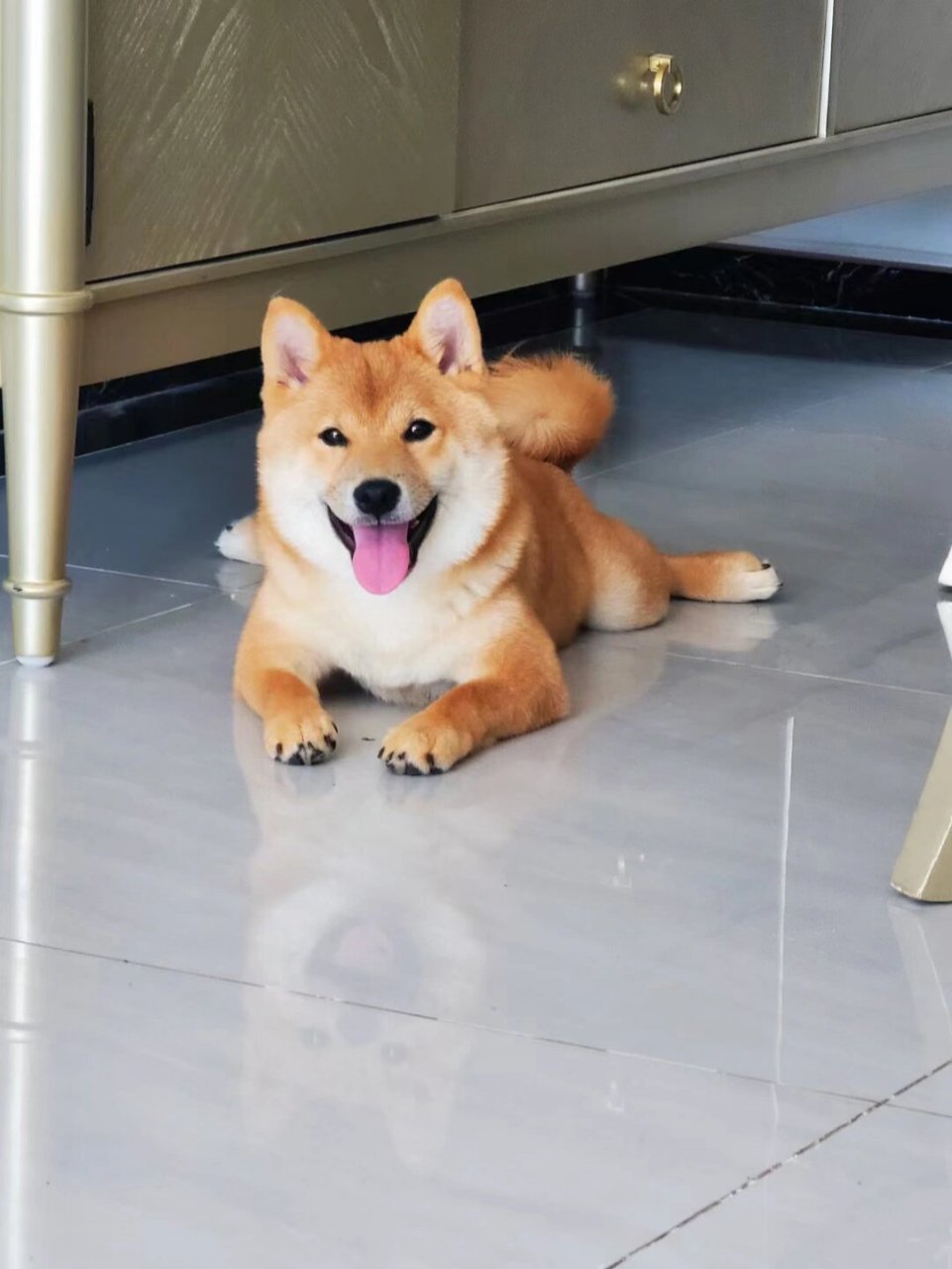 六个月的中华田园犬,小土狗长大咯