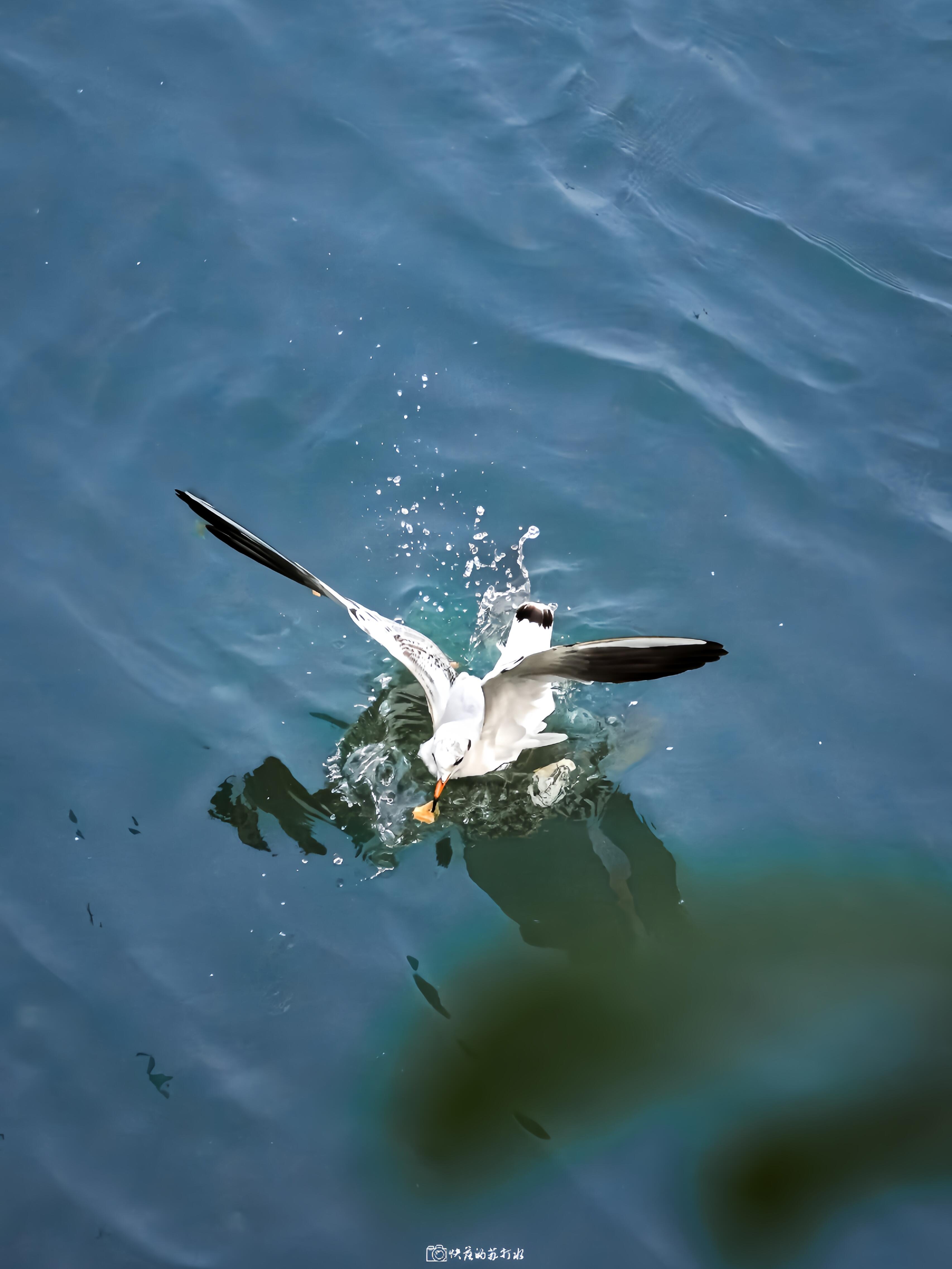 泸州东门口红嘴鸥