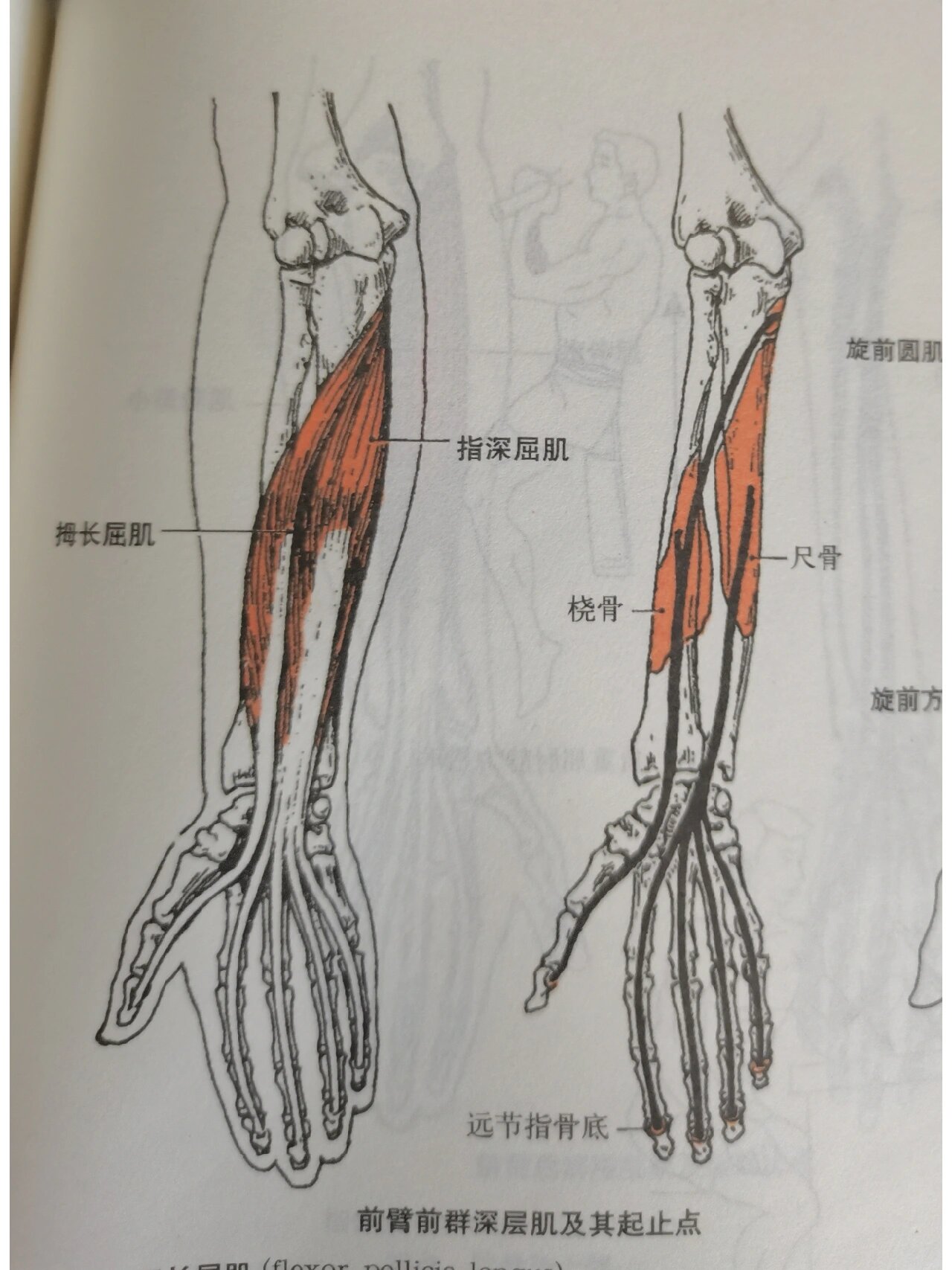 每天学习一个肌肉